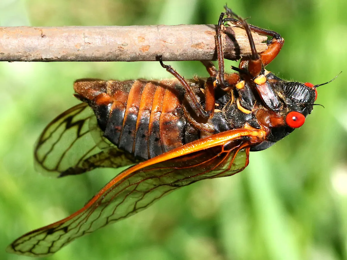 A Cicada finding or consuming food