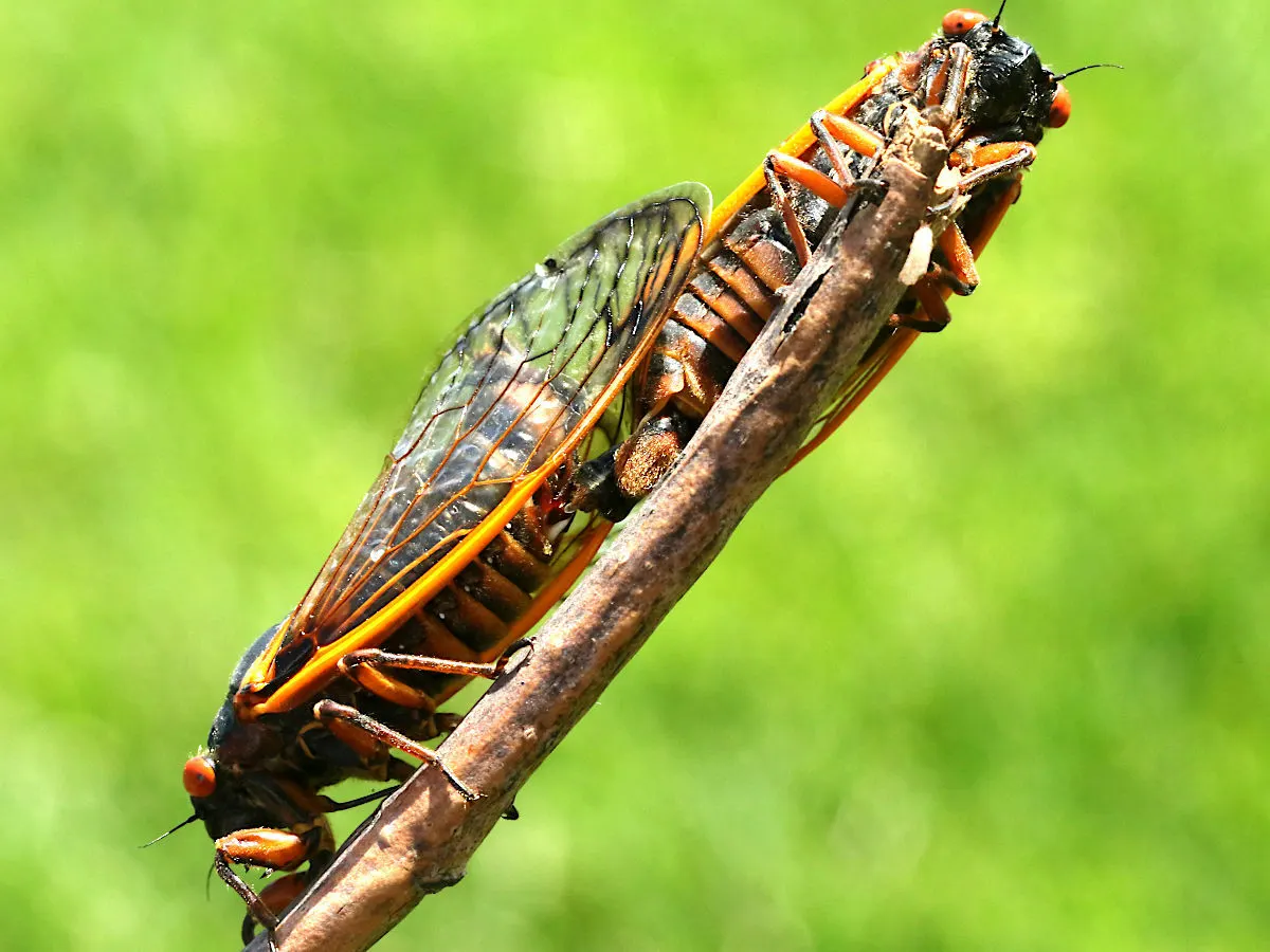A group of Cicadas interacting with each other