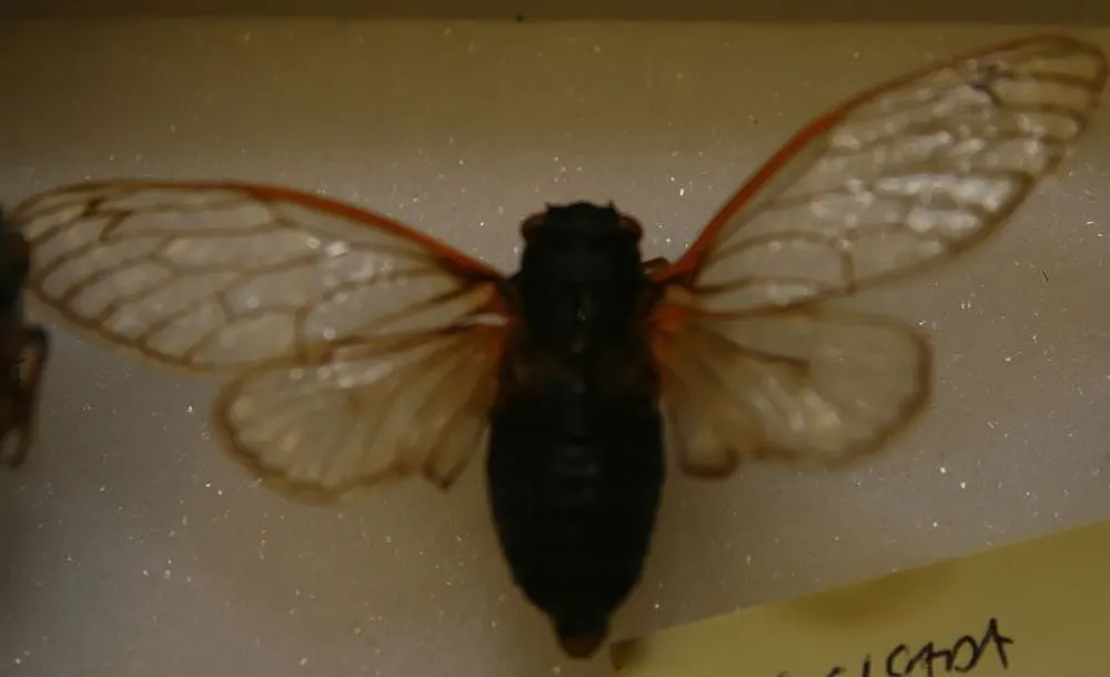 A Cicada showing a unique behavior or adaptation