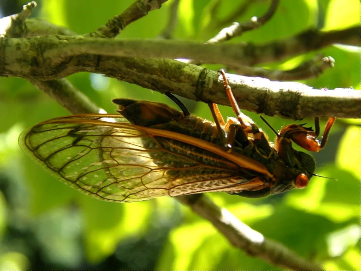 A Cicada navigating its natural environment