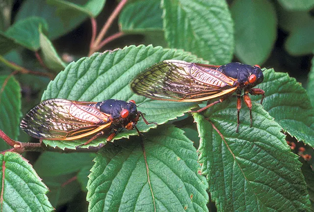 Two adult periodical cicadas resting on green leaves