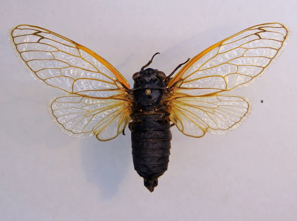 A Cicada traveling across its geographic range