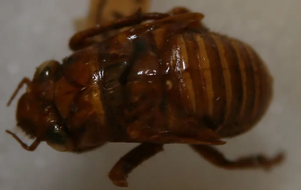 A photo showing the size of a Cicada