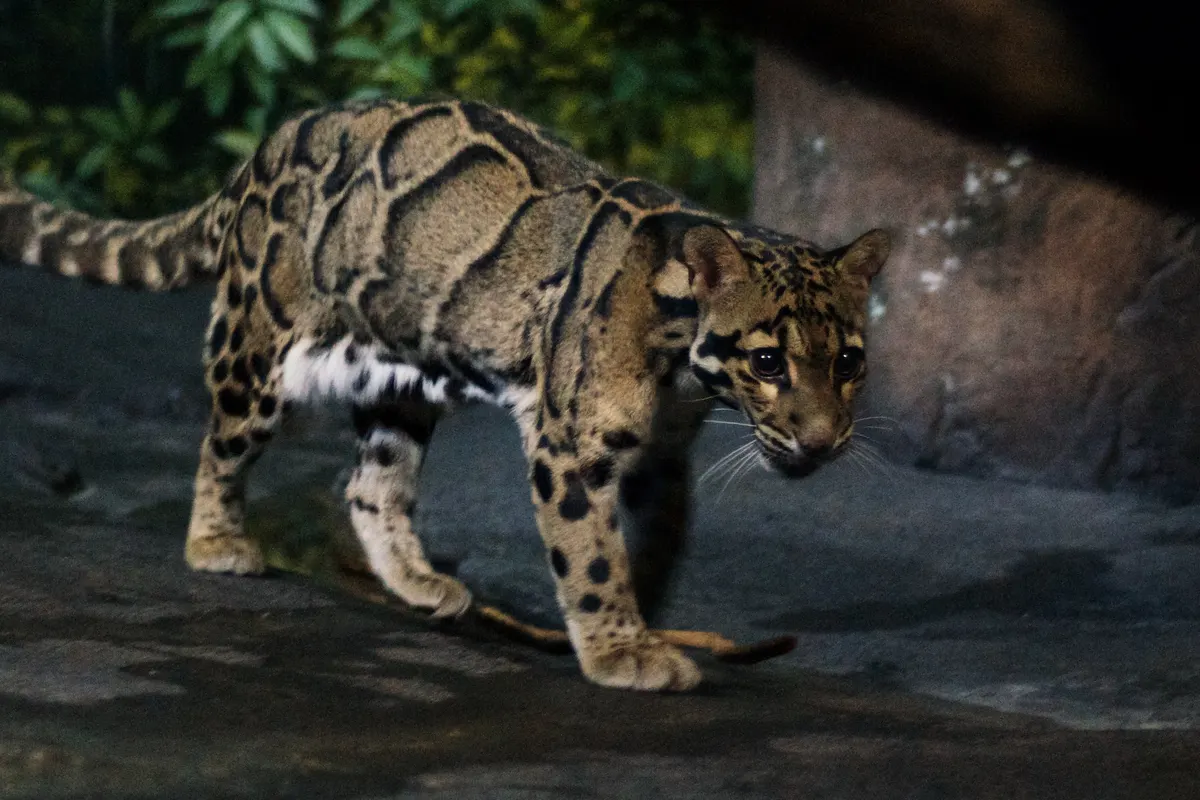 Clouded leopard walking with its long tail extended