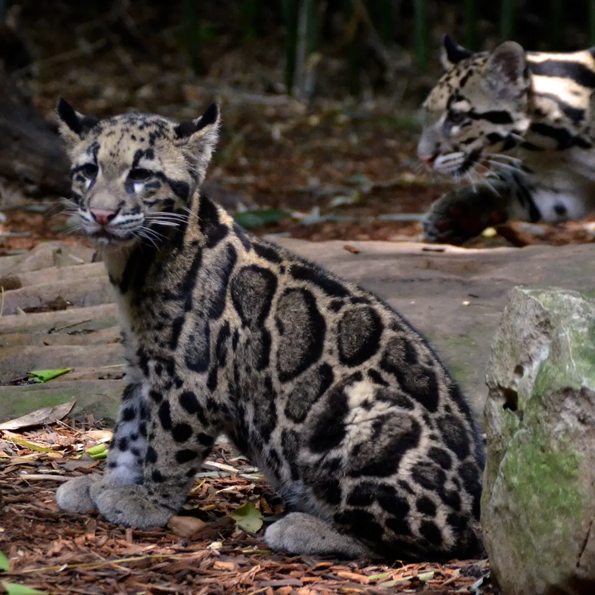 Clouded leopard sitting alert