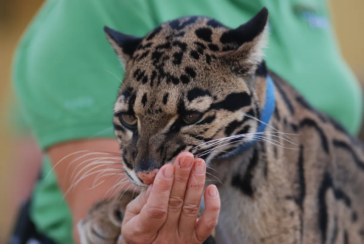 Clouded leopard taking food from a keeper's hand
