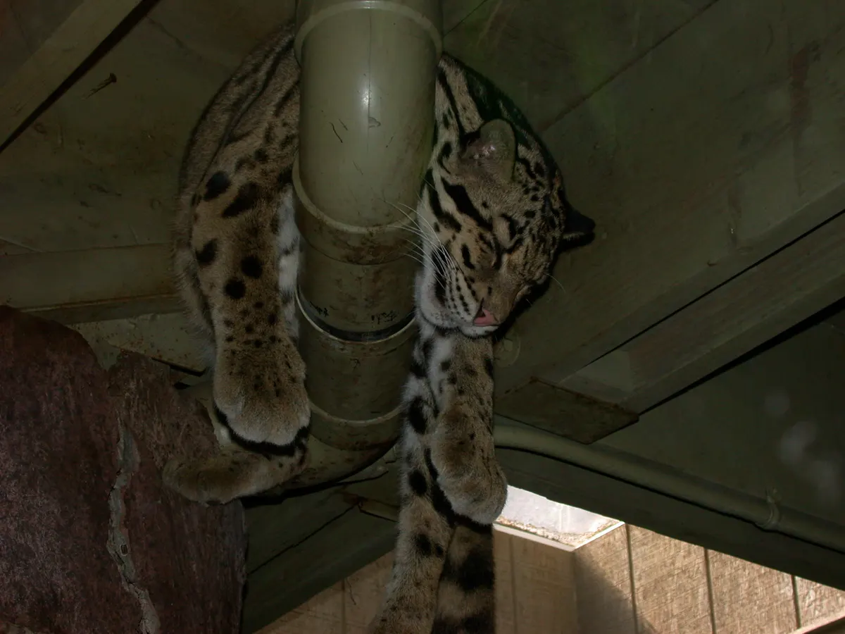 Clouded leopard resting on a wooden platform