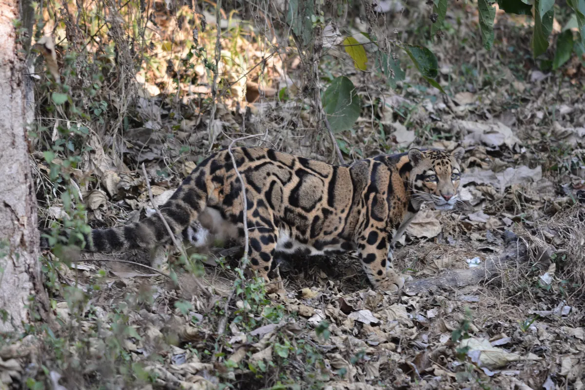 Clouded leopard with large cloud-shaped coat markings in forest