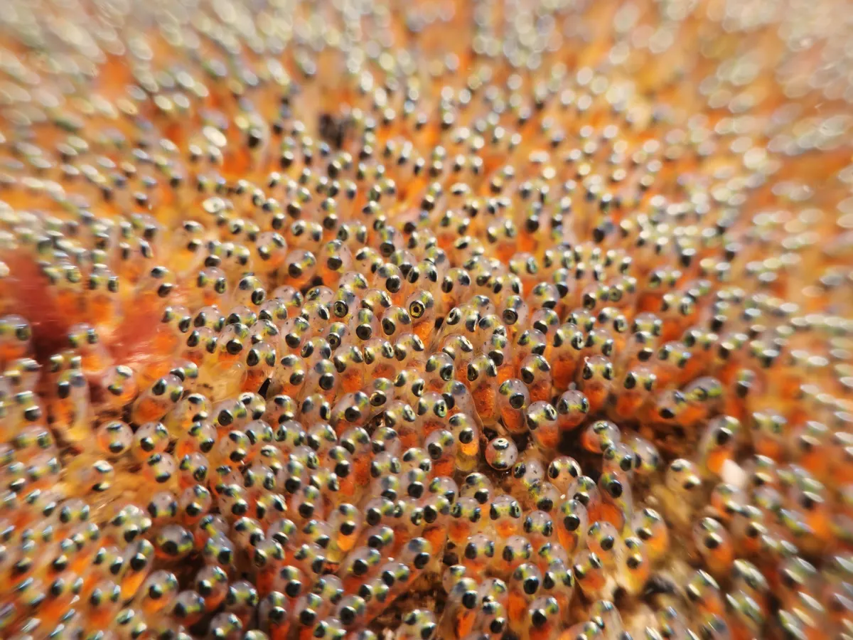 Clownfish eggs laid on a rock near an anemone