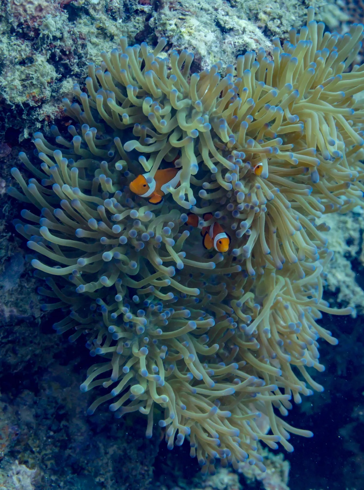 Close-up of an ocellaris clownfish face among anemone tentacles
