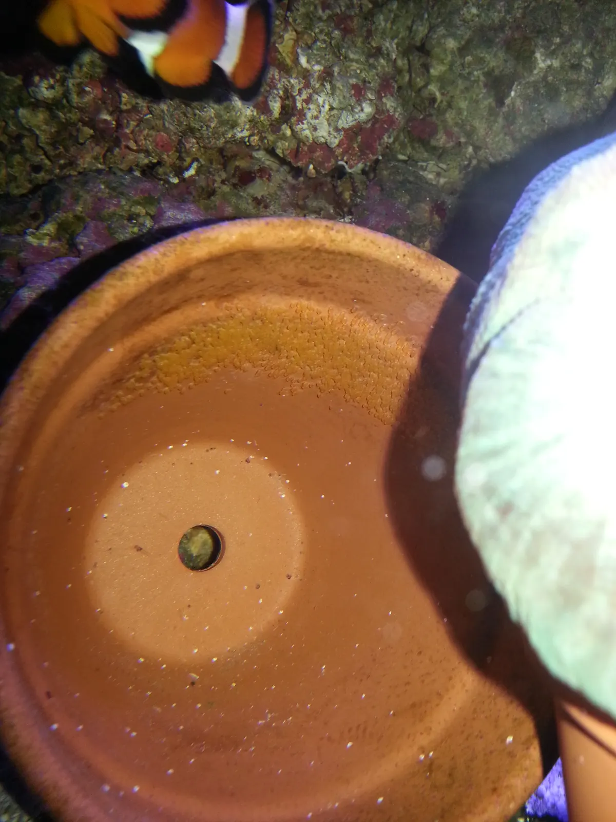 Tiny young clownfish among reef habitat