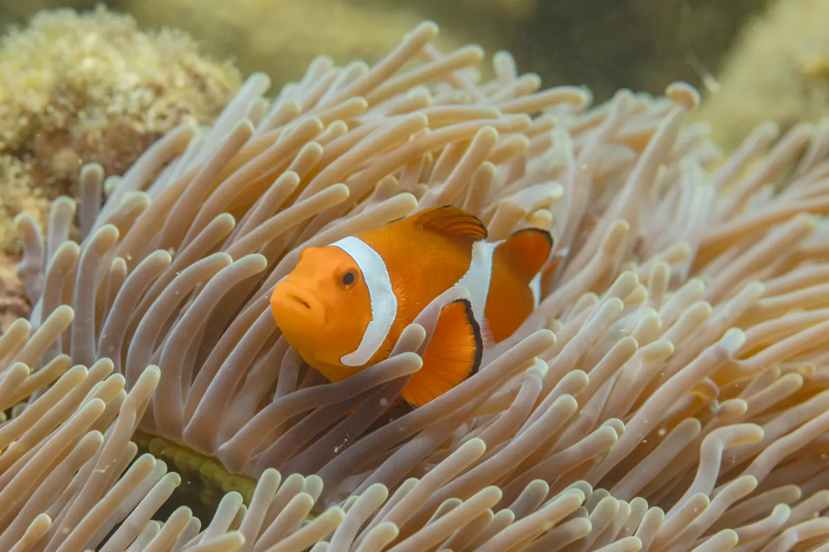 Ocellaris clownfish feeding near its anemone on a reef