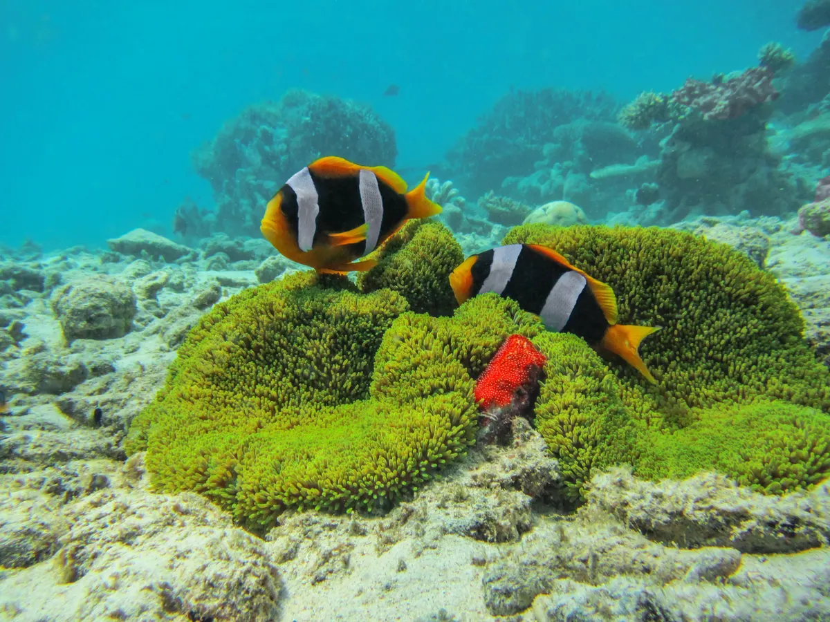 Clownfish guarding eggs laid on reef rock