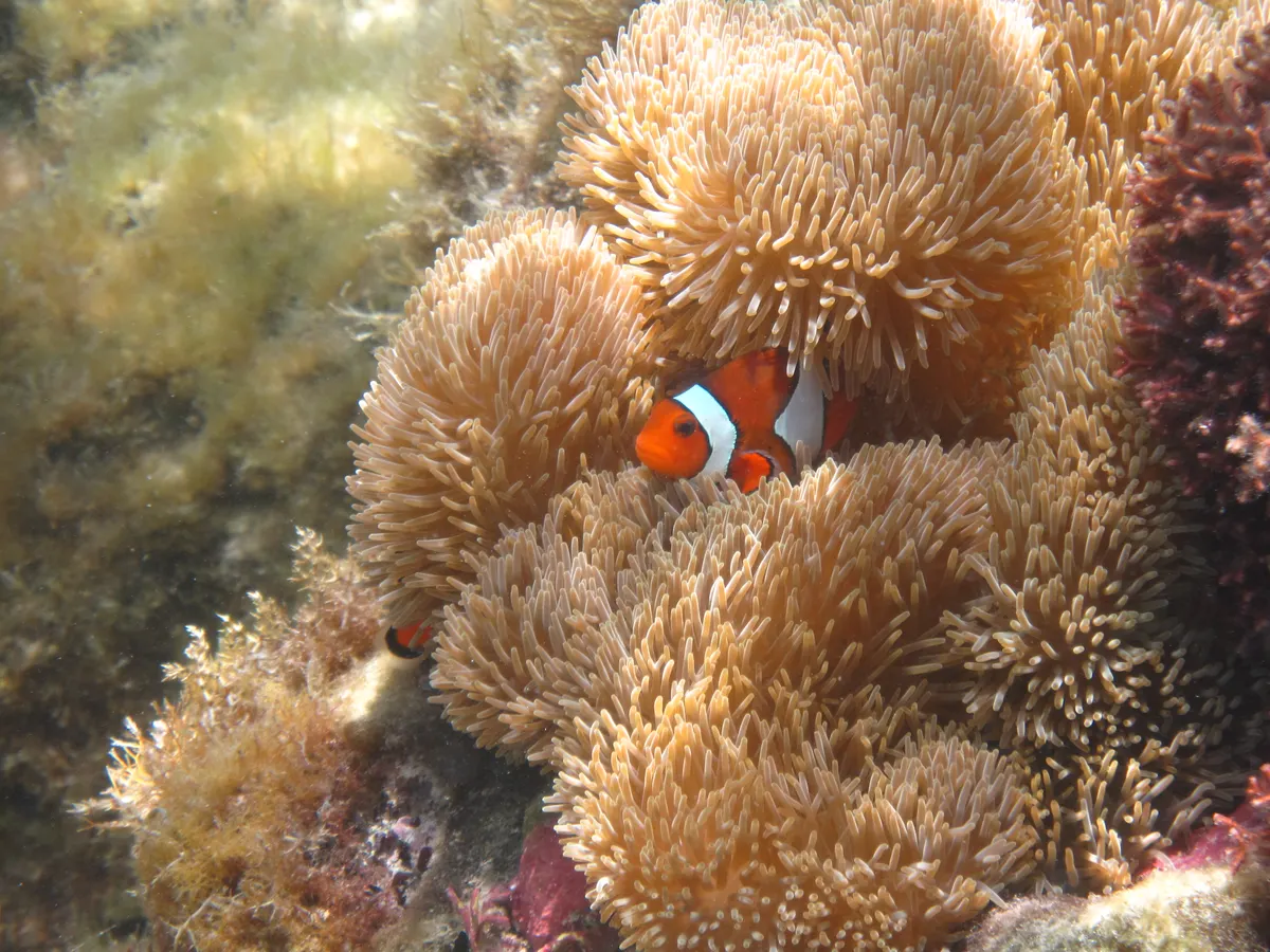 Colorful coral reef habitat in tropical ocean water