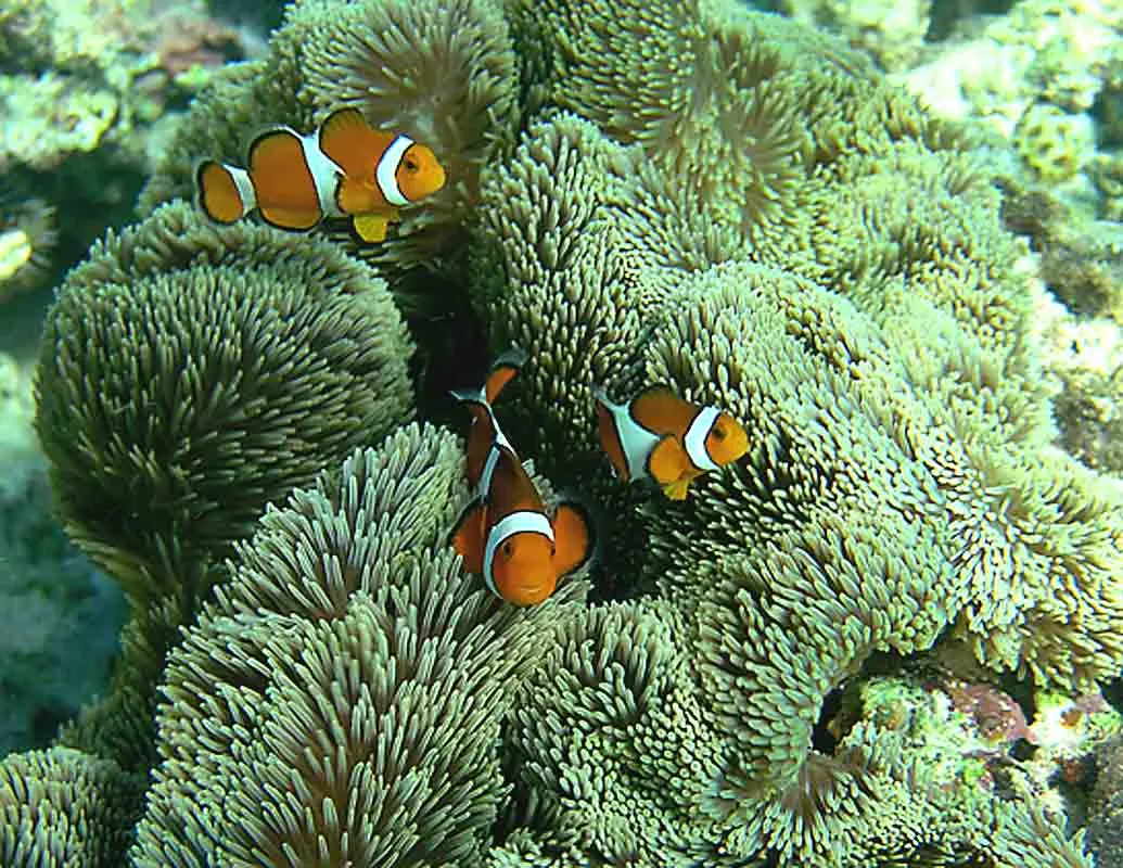 Ocellaris clownfish on a reef in the western Pacific