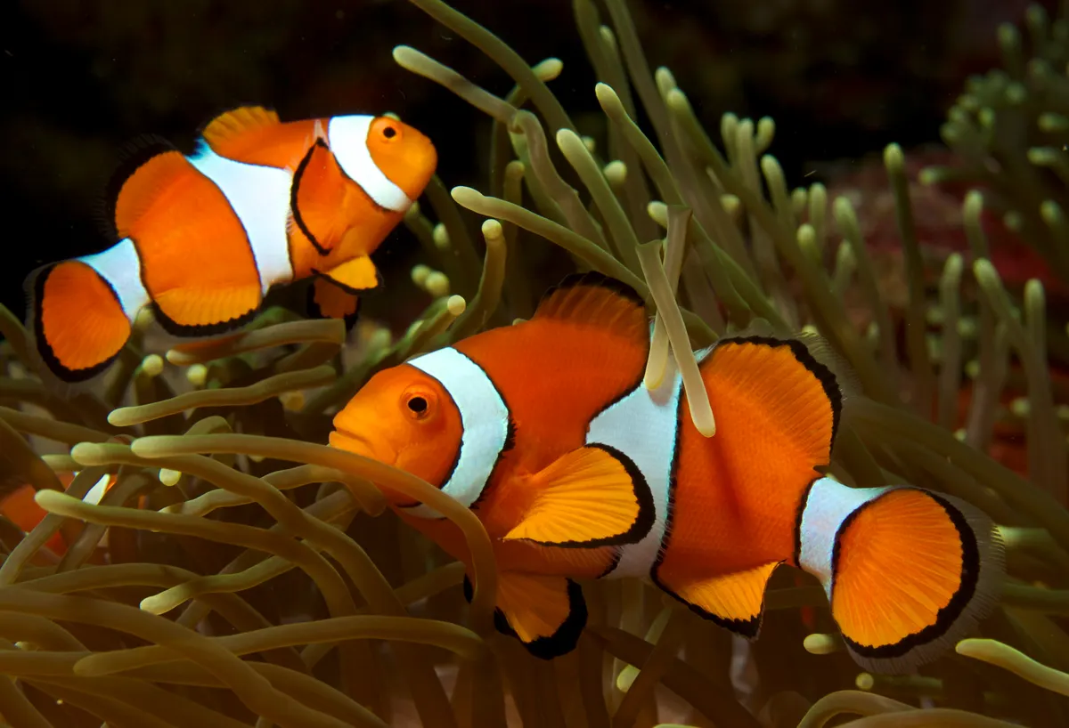 Ocellaris clownfish swimming near reef cover