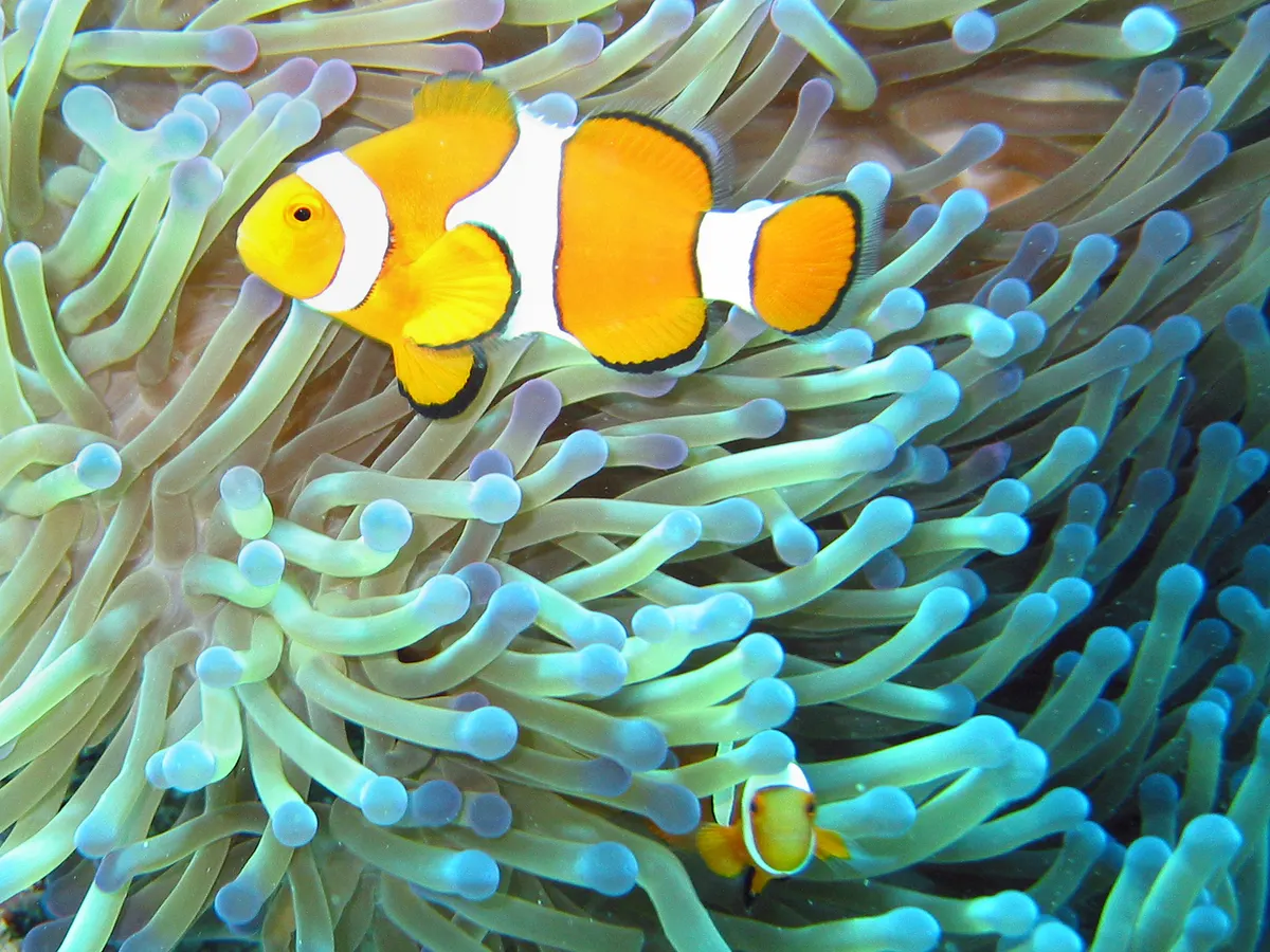 Pair of clownfish living together in a sea anemone