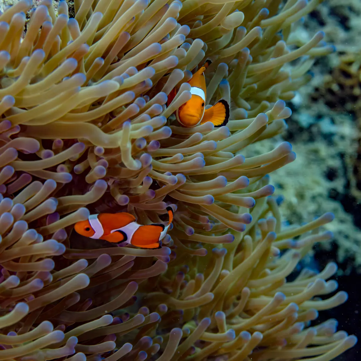 Clownfish peeking out from colorful anemone tentacles