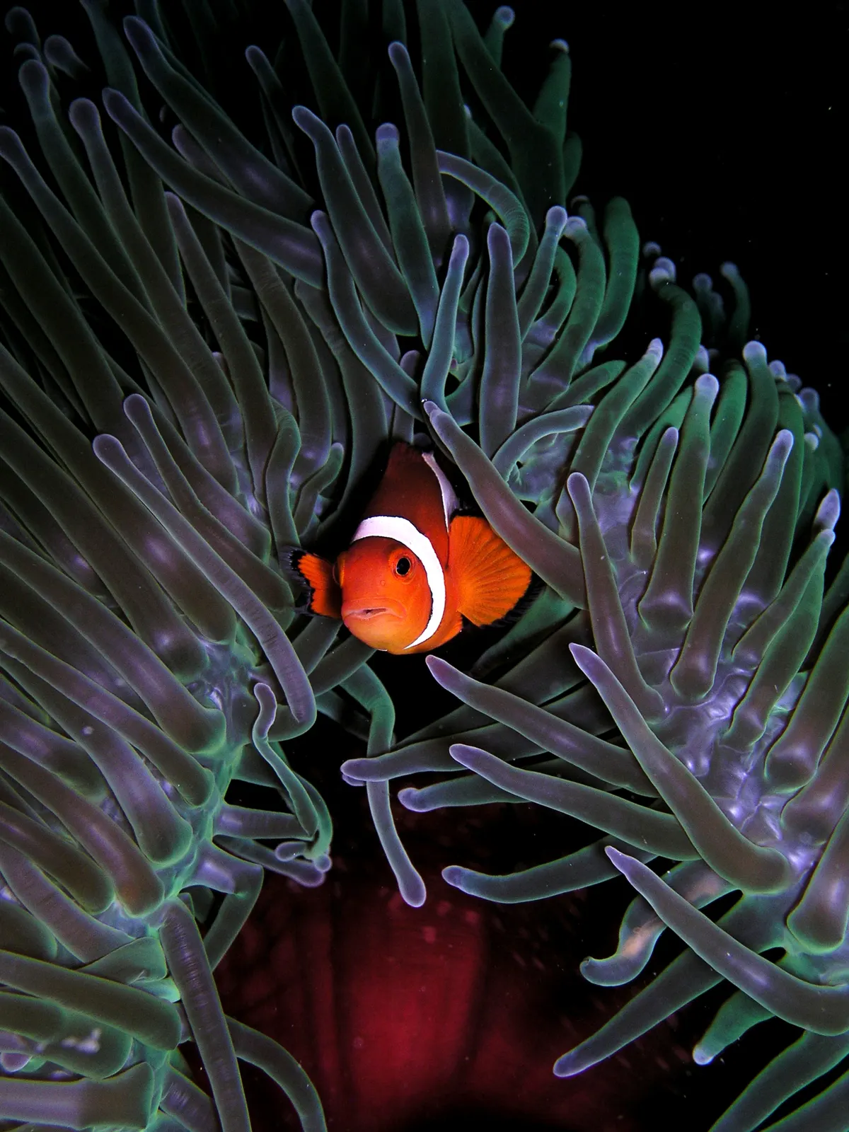 Clownfish nestled among the tentacles of a magnificent sea anemone