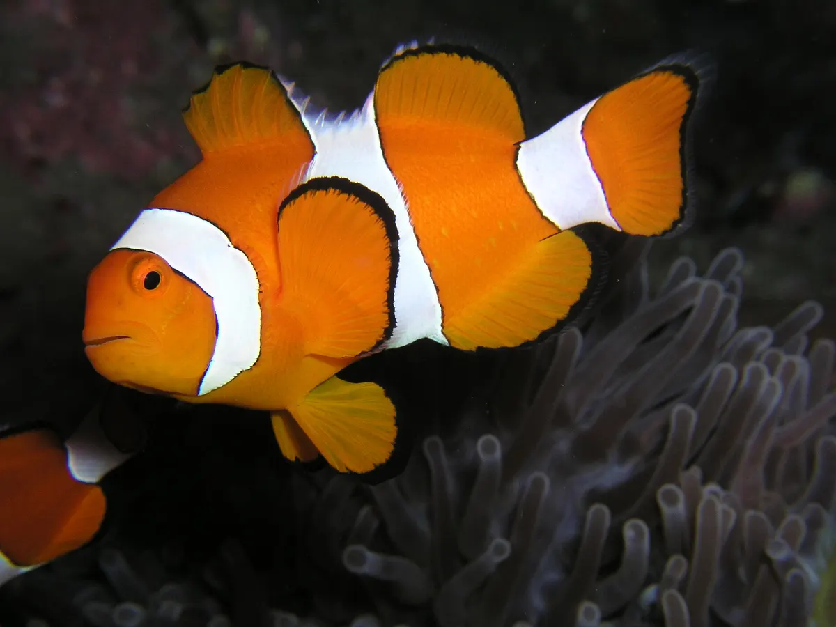 Ocellaris clownfish swimming beside its sea anemone host