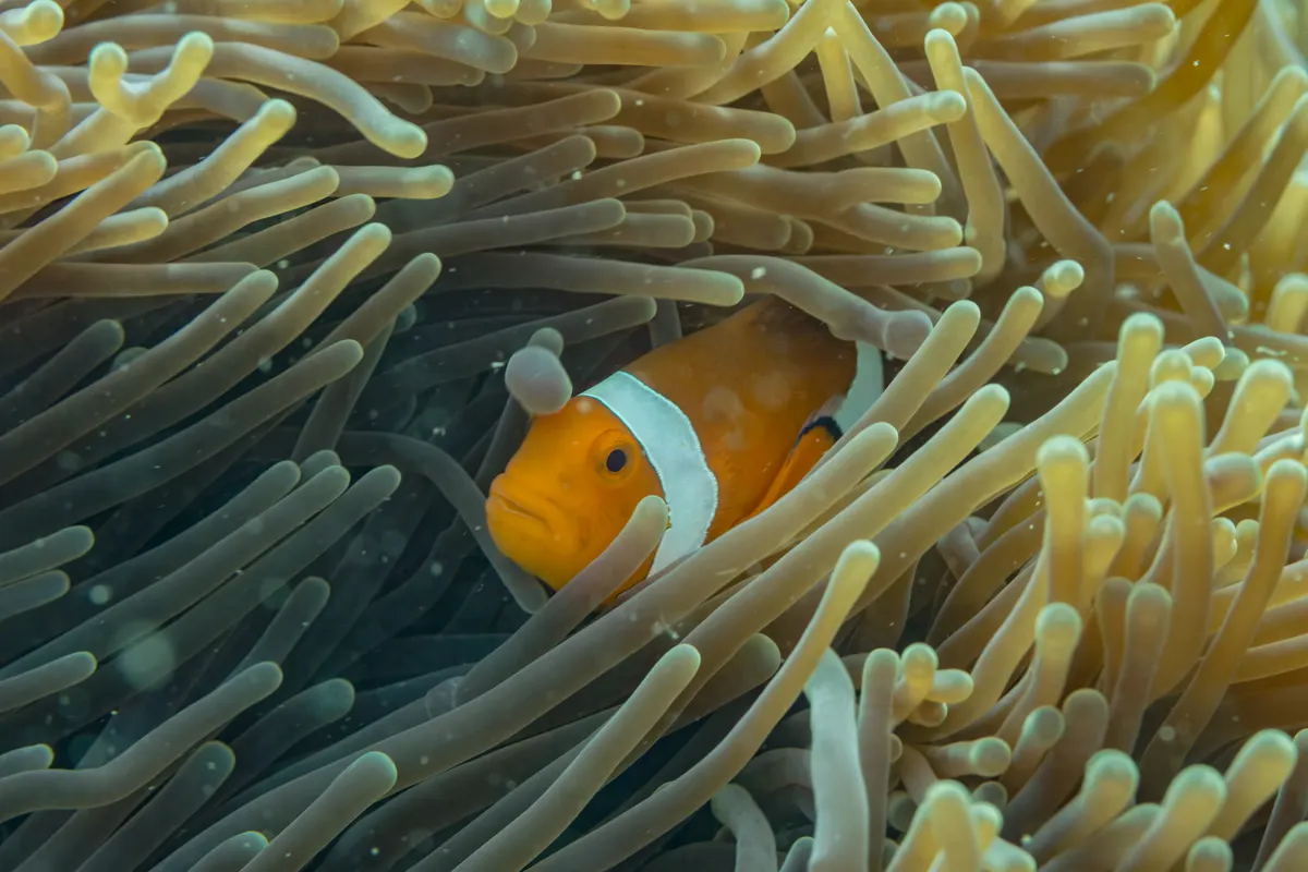Ocellaris clownfish in a reef anemone in the Philippines