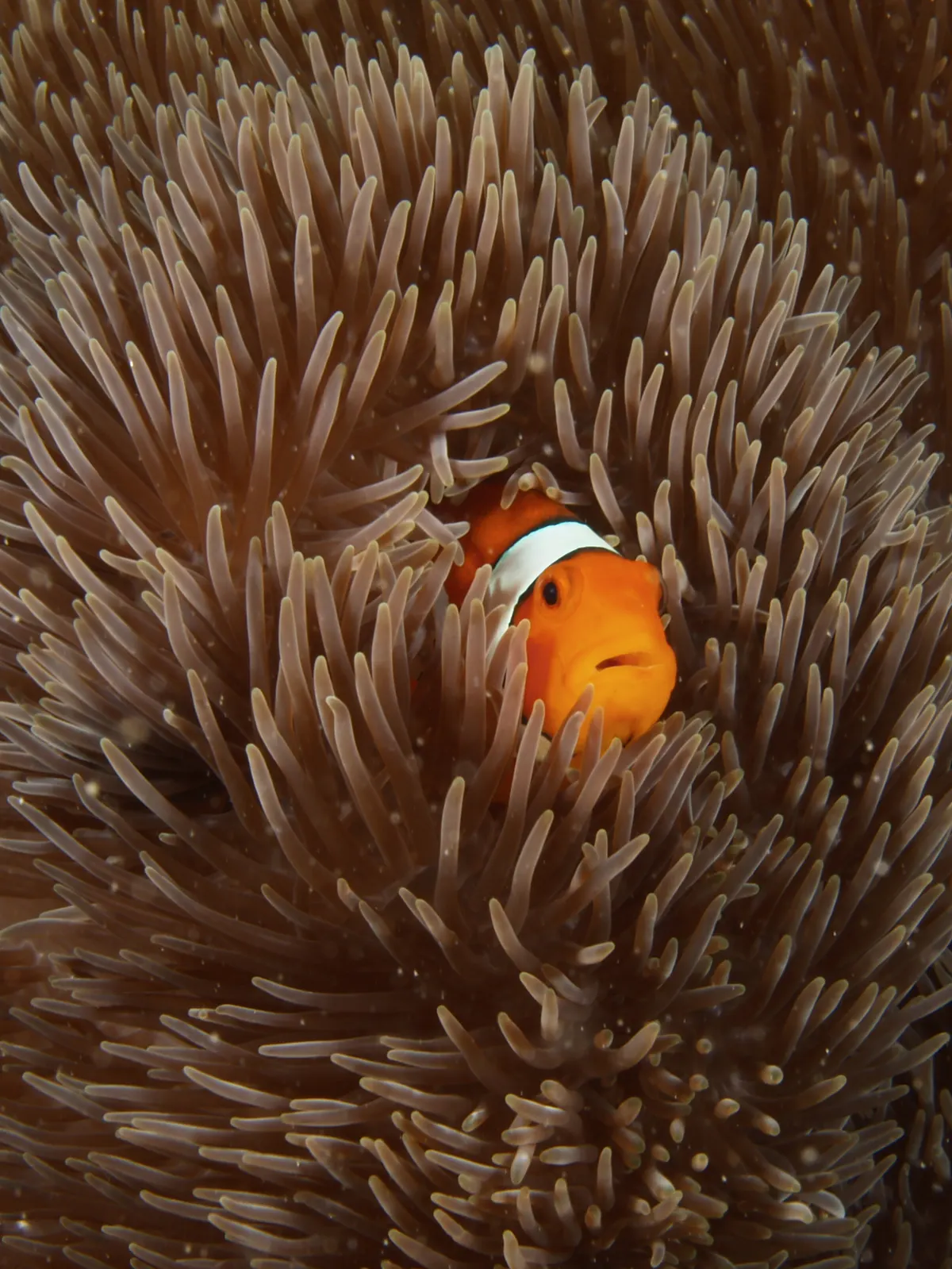 Small ocellaris clownfish showing bright orange and white bands