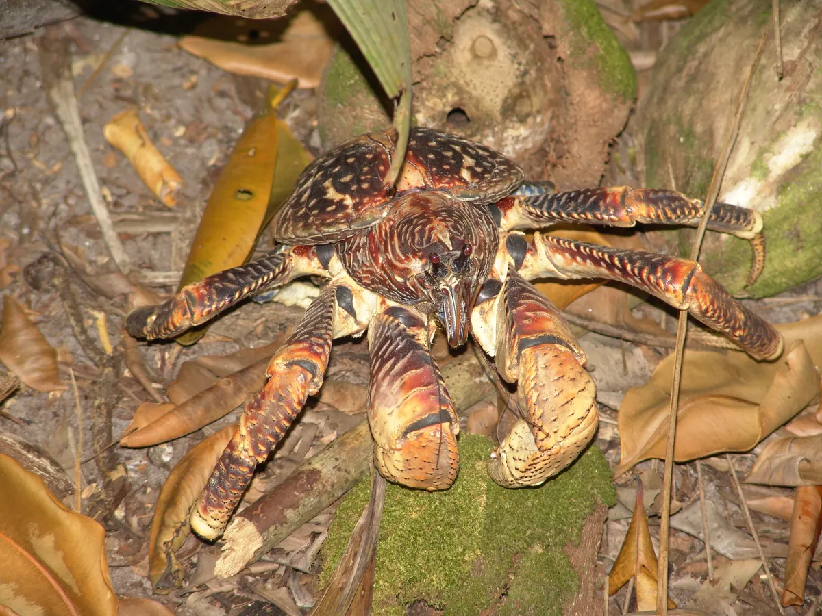 Coconut crab with its claws raised