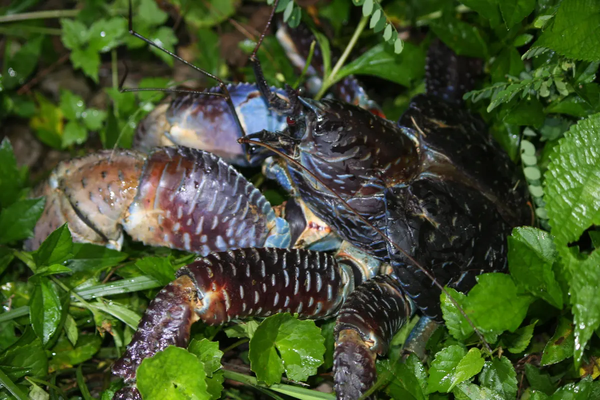 Coconut crab on the forest floor
