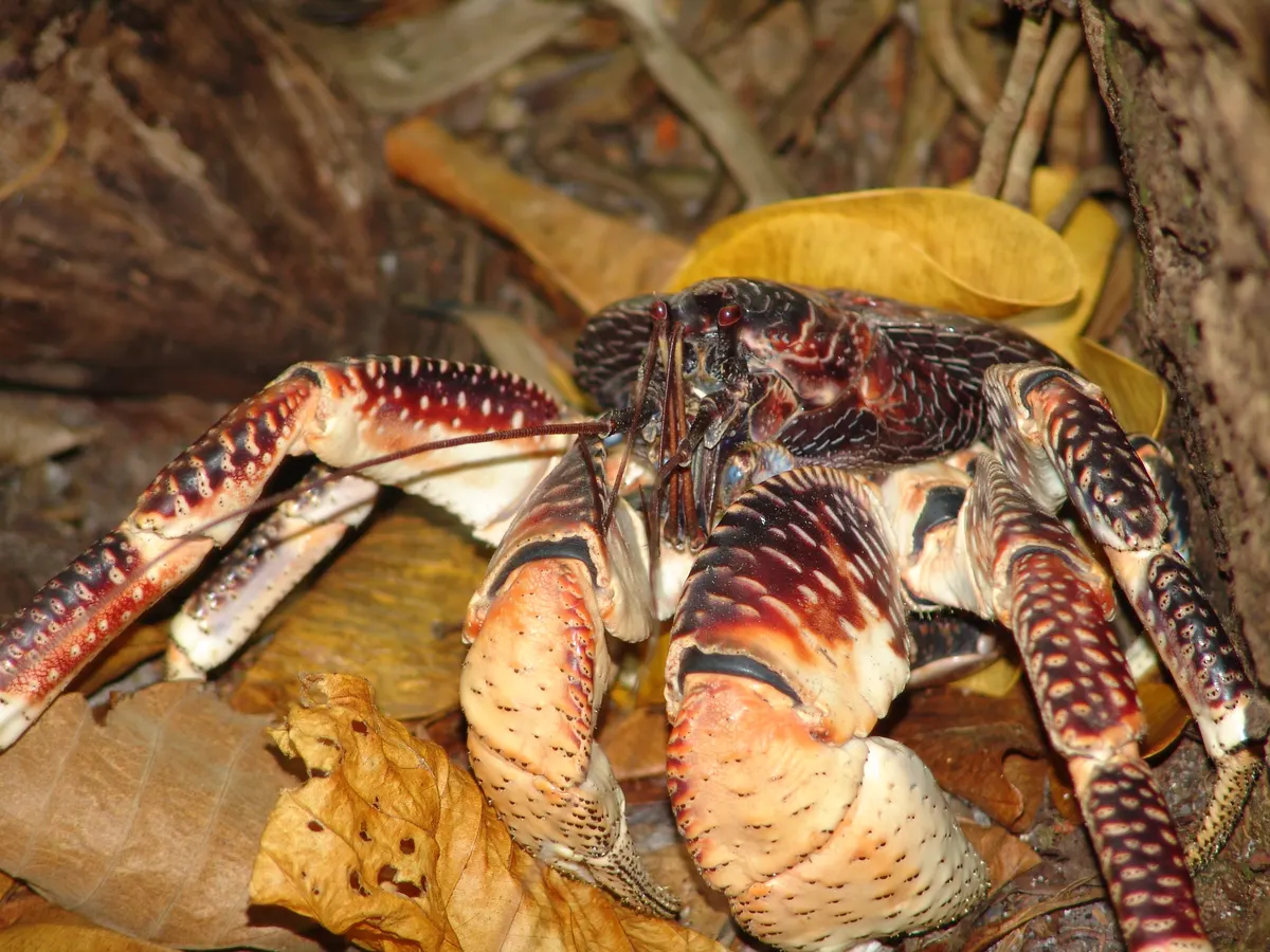 Coconut crab on the ground in island vegetation