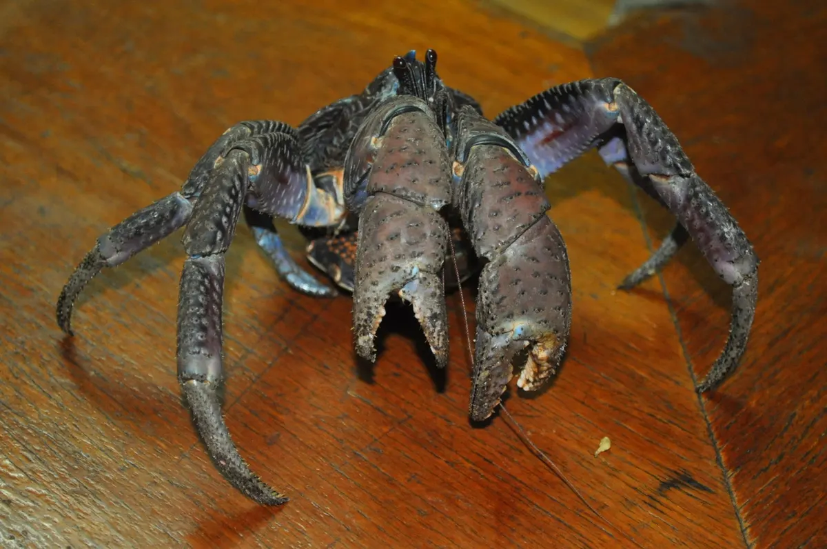 Coconut crab on an island shore