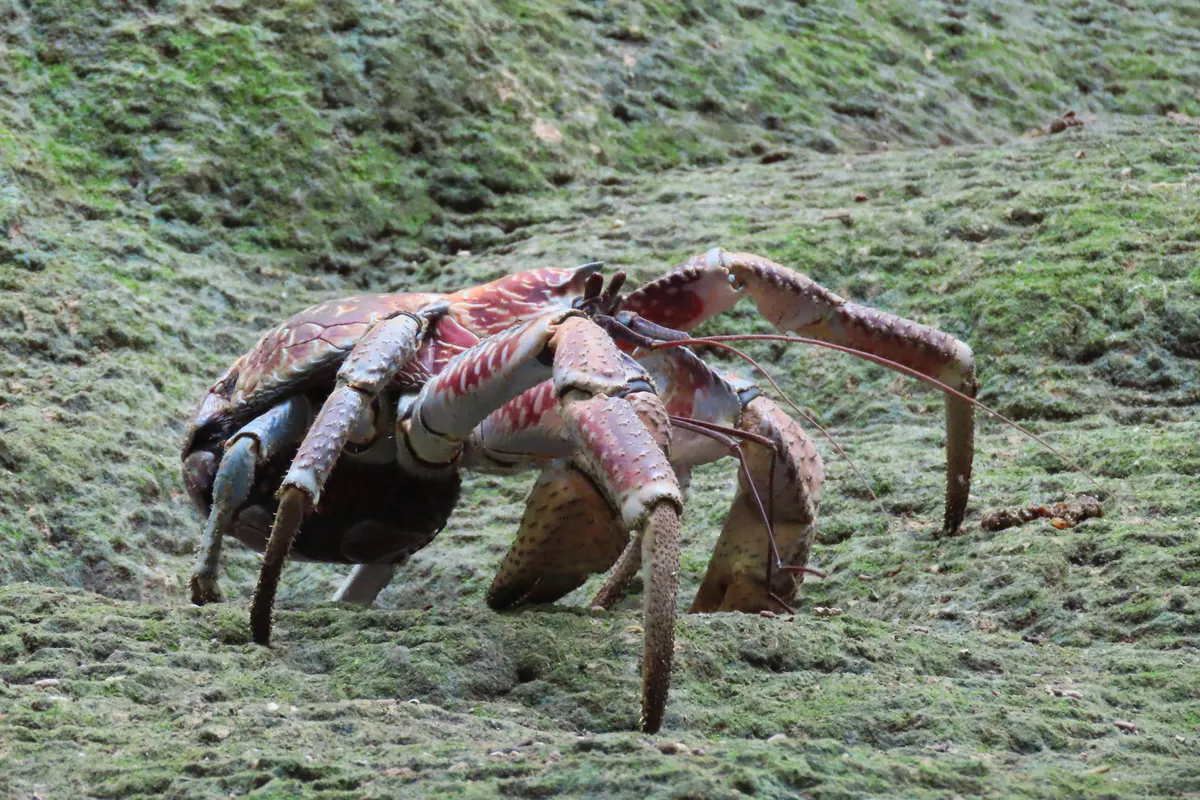 Large blue and orange coconut crab on the forest floor