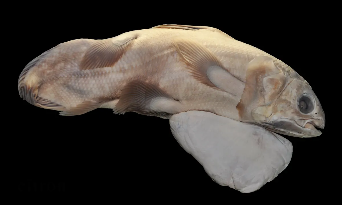 Developing coelacanth pup/embryo attached to its large yolk sac