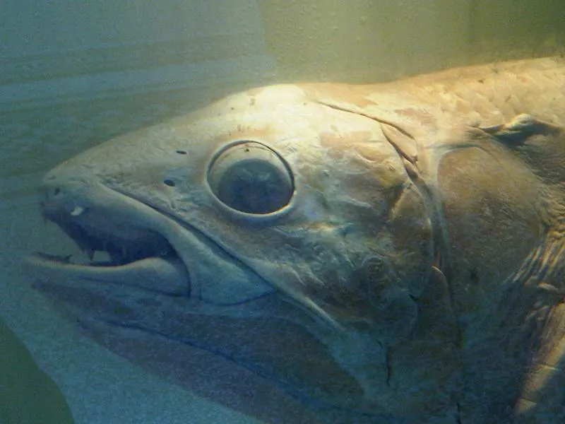 Close-up of a coelacanth's head showing its specialized rostral organ and scales