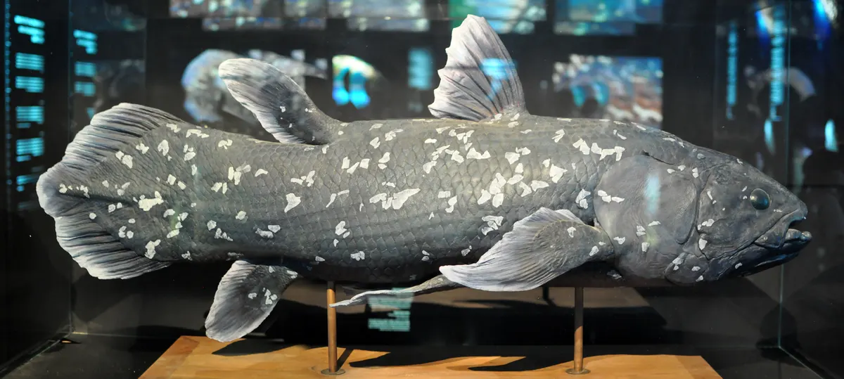 Replica of a developing subadult coelacanth