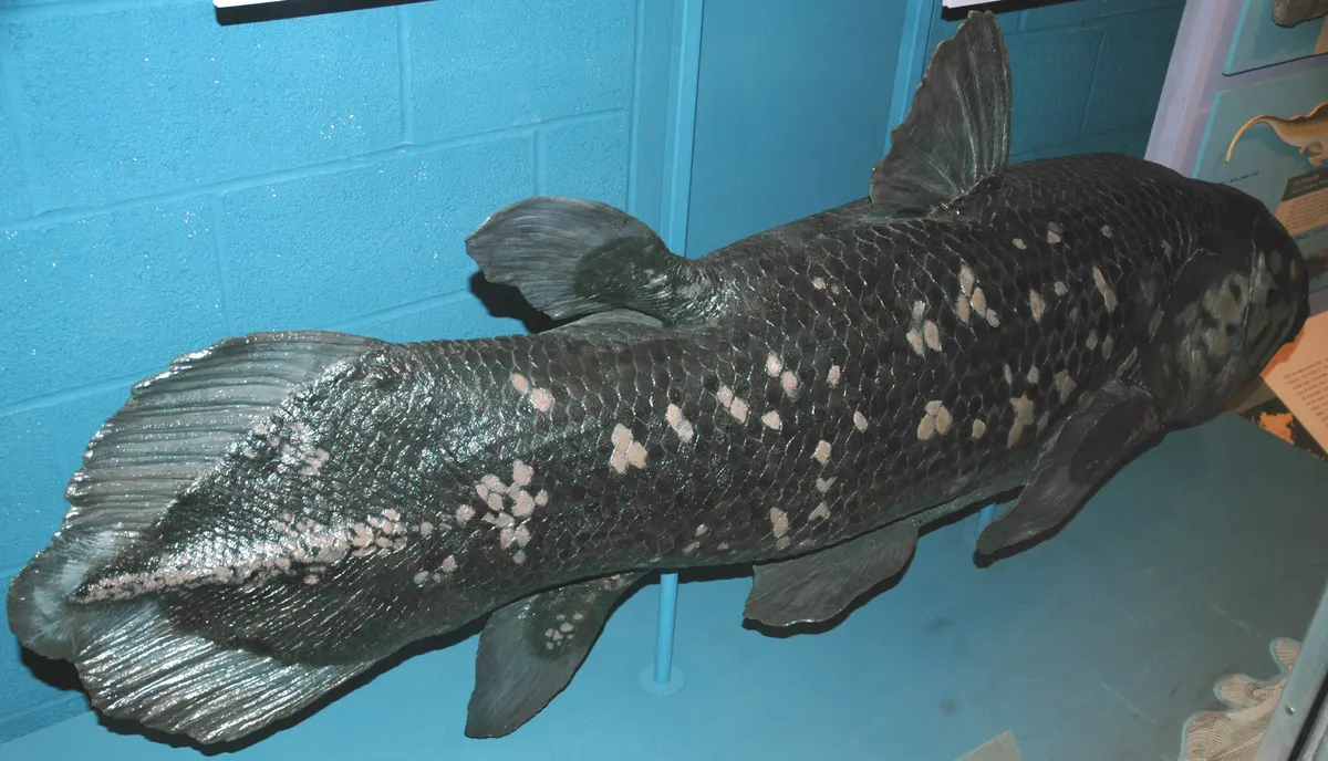 Coelacanth positioned in a downward hunting drift