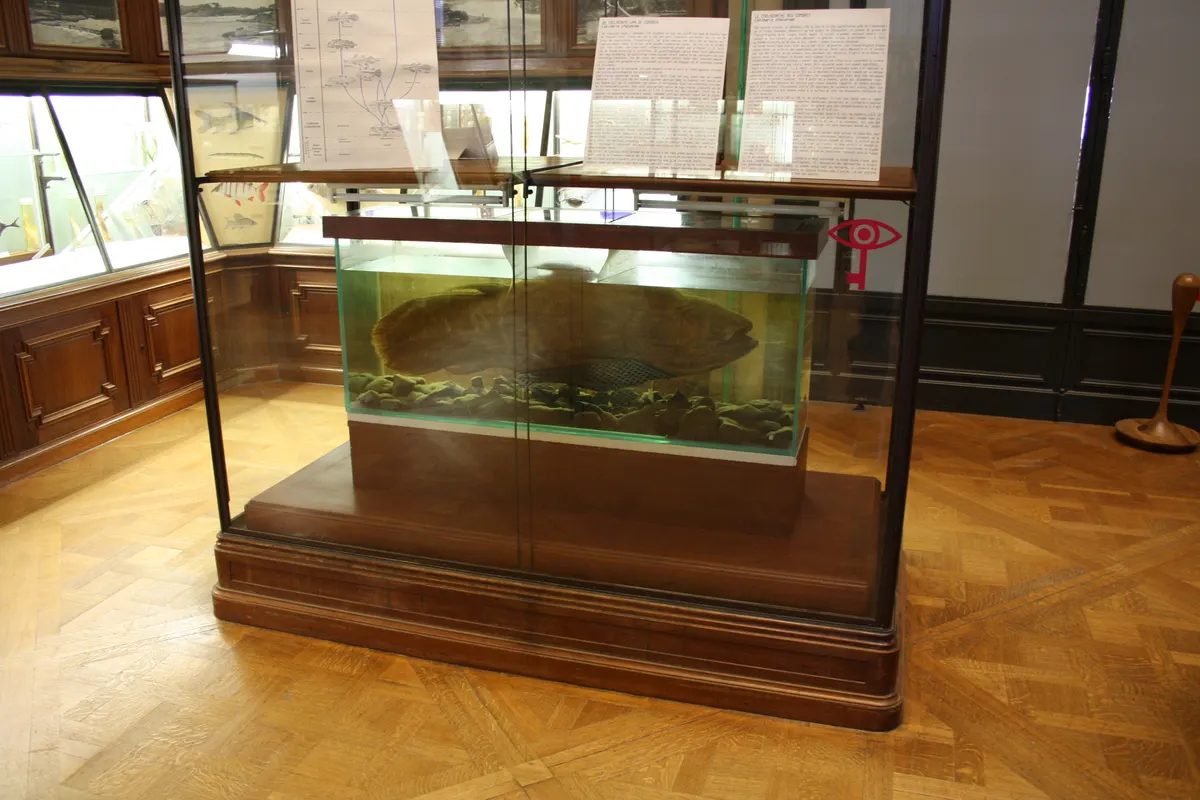 Coelacanth adult in a deep-water exhibit display