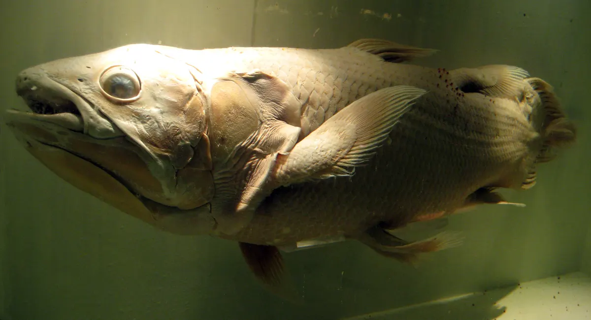 Preserved Latimeria chalumnae representing Indian Ocean populations