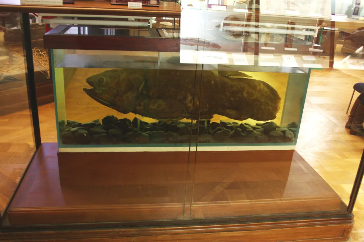 Coelacanth displaying robust jaws and mouth adapted for catching deep-sea prey
