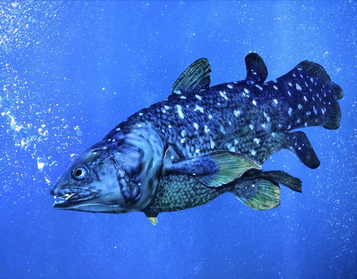 Coelacanth display representing group aggregations in deep caves