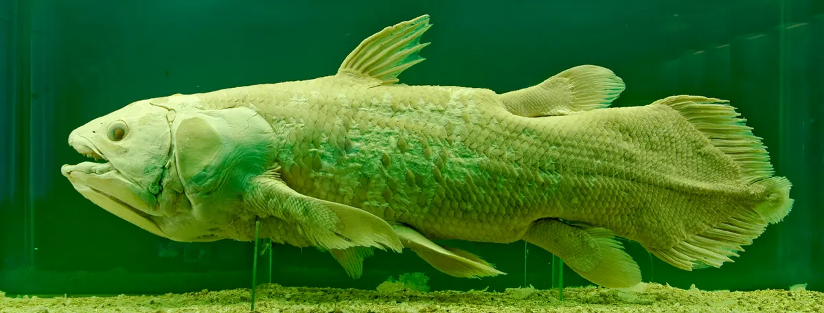 Coelacanth specimen in deep-water display representing underwater volcanic cave environments