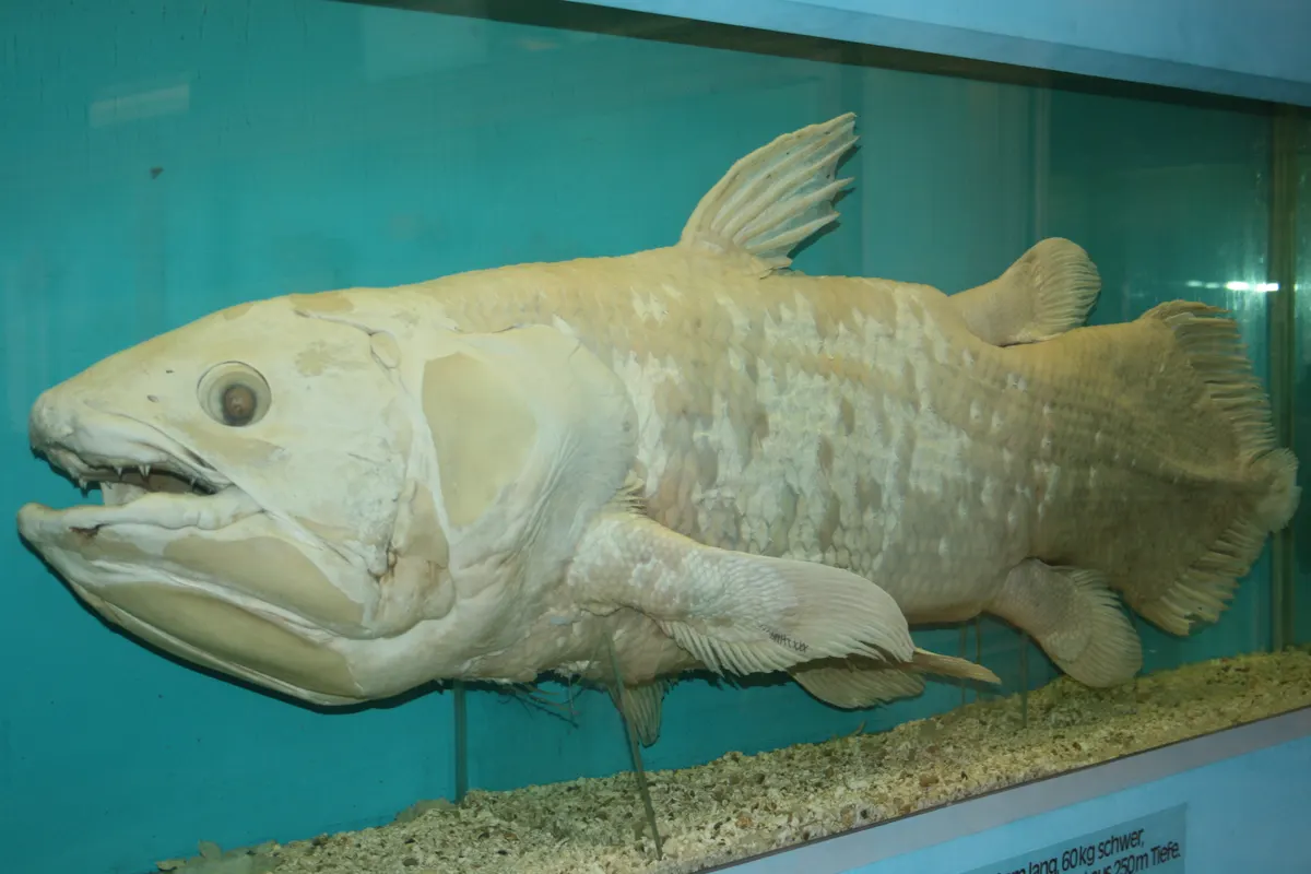 Preserved adult coelacanth displaying its unique lobed fins and deep blue armored scales