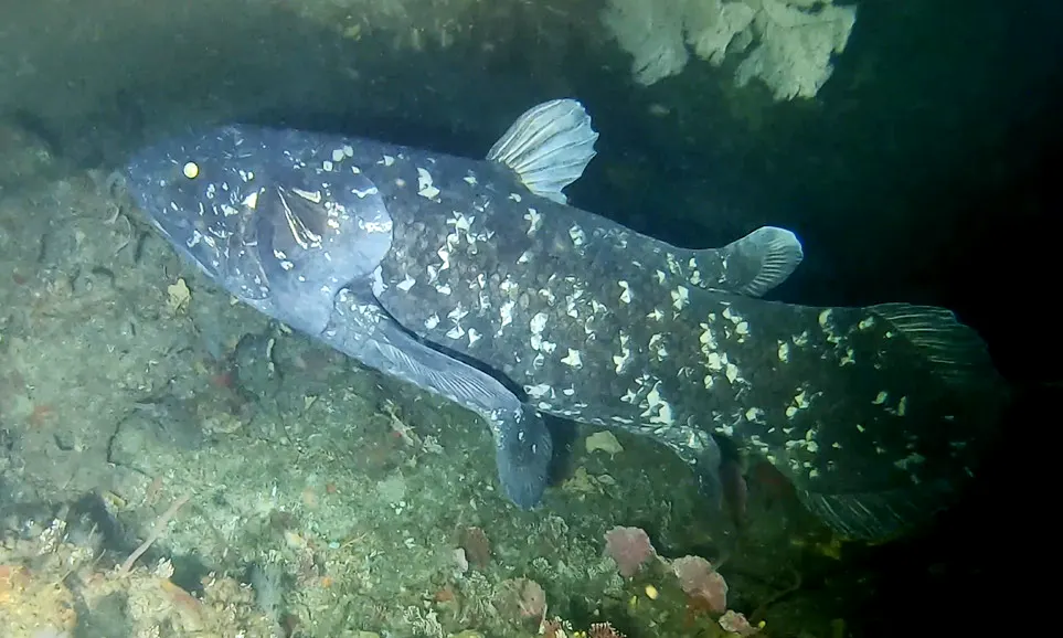 Living coelacanth hovering in a dark deep-reef cave, blue-grey with white flecks