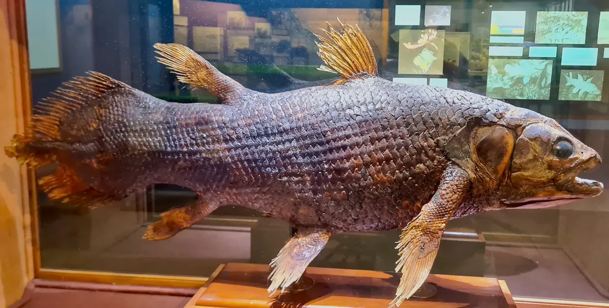 Large West Indian Ocean coelacanth holotype specimen showing immense adult size
