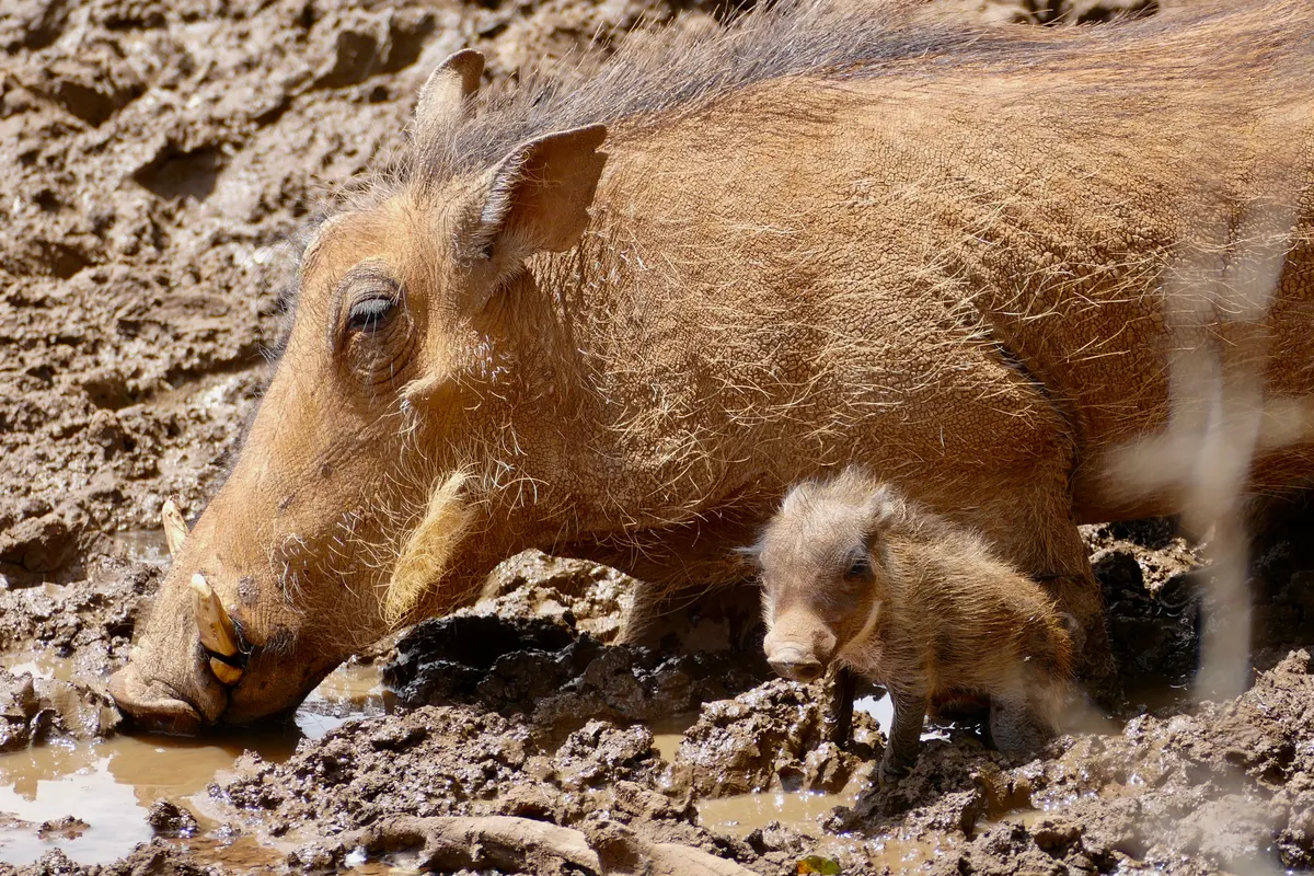 Common warthogs at the edge of a waterhole