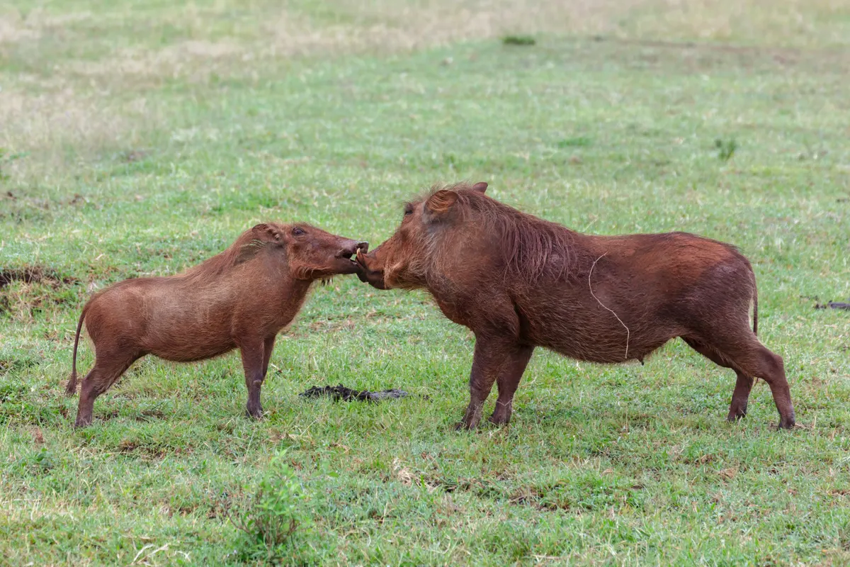 Several common warthogs together on the savanna
