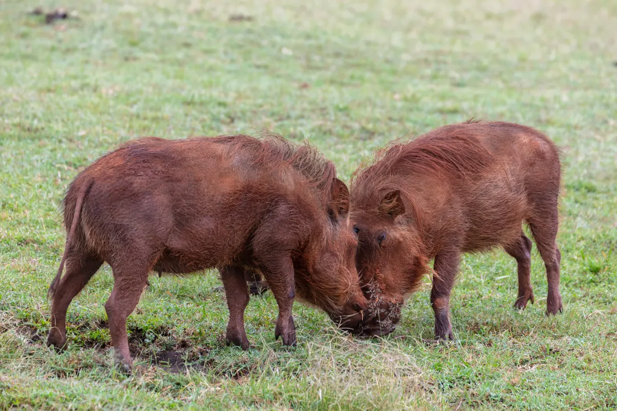 Group of common warthogs on open savanna