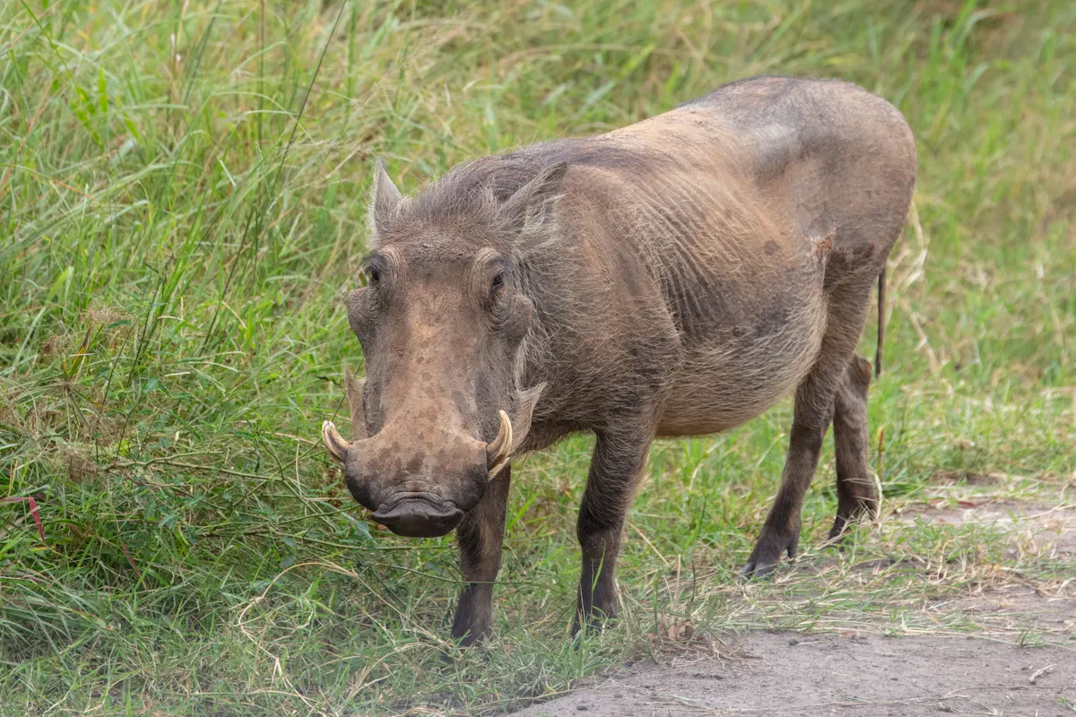 Common warthog in a Uganda national park