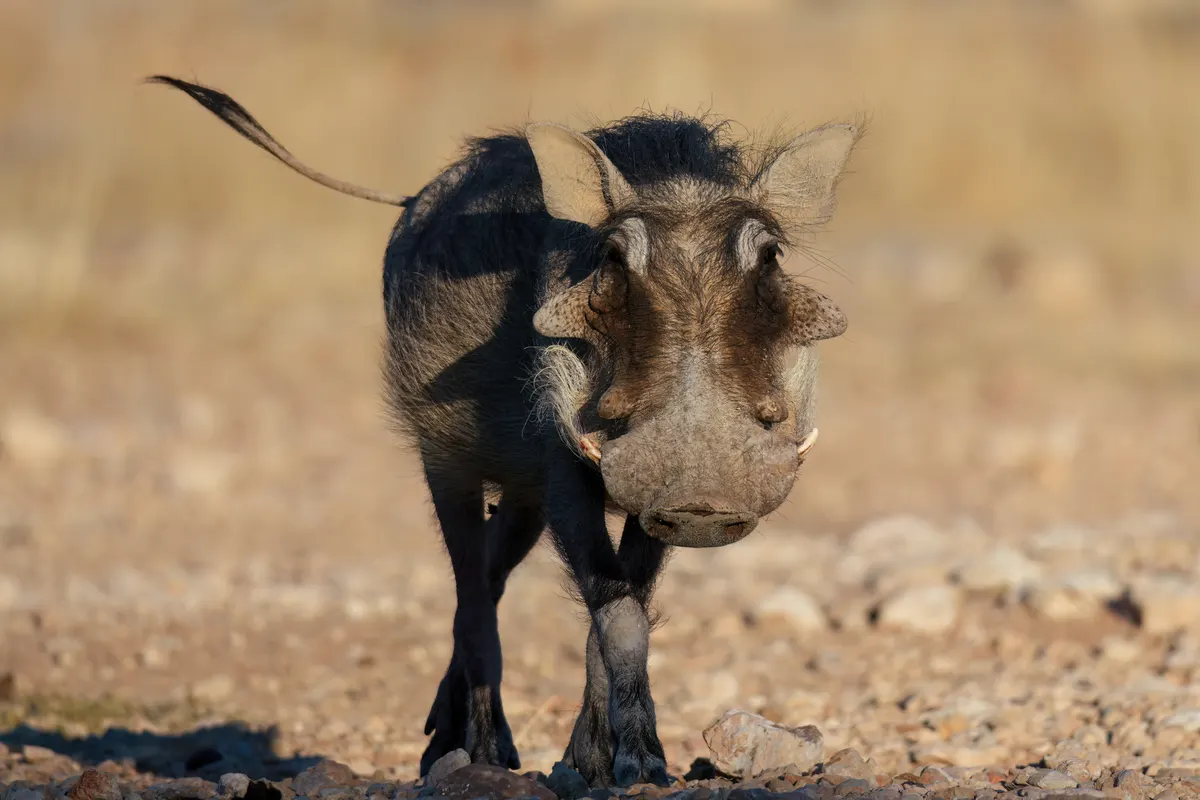 Common warthog standing in dry grassland with curved tusks