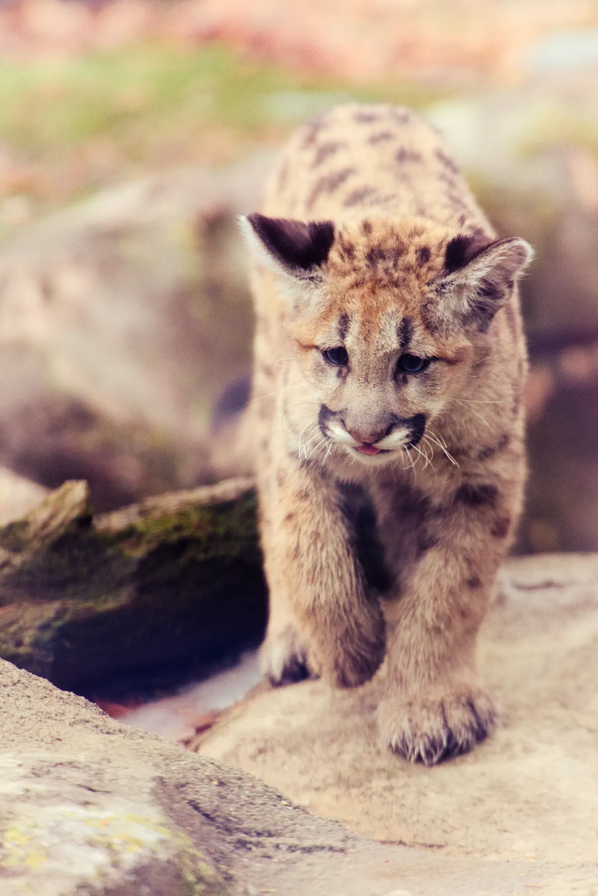 Spotted cougar kitten walking toward the camera