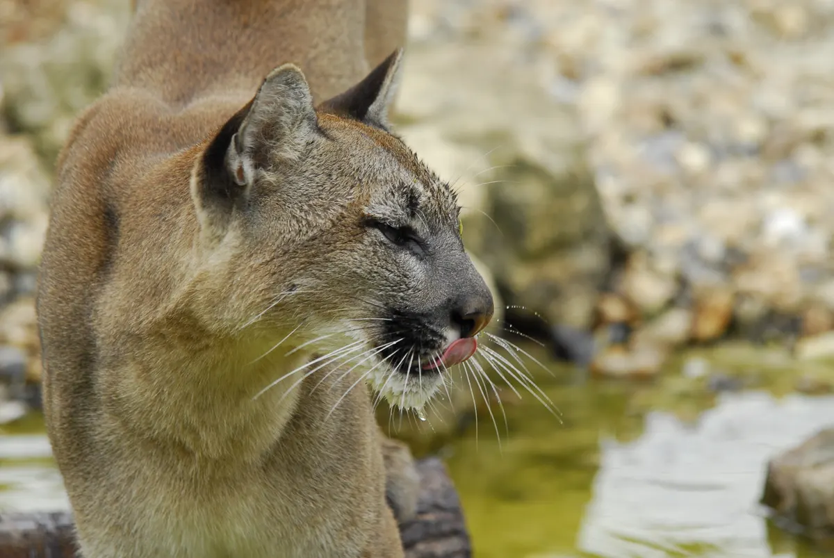 Cougar licking its lips after feeding or scent marking